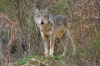 Real Wolf Real Wolf