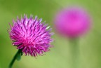 Fiore montano Fiore montano