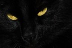 Occhi di Gatto.