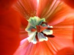 Inside The Tulip Inside The Tulip