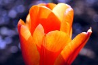 ...arancio. ...arancio.