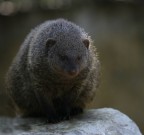 ritratto a piccola mangusta