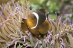 Nemo.... Nemo....