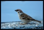 passero