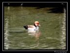 prime foto fz50 prime foto fz50