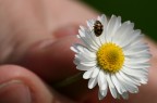 coccinella mano coccinella mano