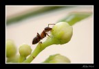 formica formica