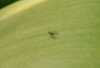 forse troppo piccolo 1mm forse troppo piccolo 1mm