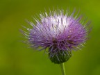 Un fiore per te Un fiore per te