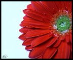RED RED