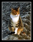 gatto gatto