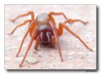 red spider red spider
