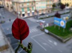 in citta'...la natura e' spoglia... in citta'...la natura e' spoglia...