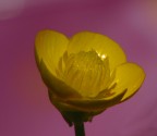 fiore in rosa fiore in rosa
