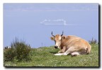 Mucca in alta quota - Alle spalle lo stretto di Messina Mucca in alta quota - Alle spalle lo stretto di Messina
