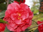 Fiore...rosso.... Fiore...rosso....
