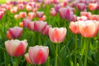 tulipani tulipani