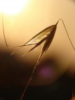 Baciata dal sole Baciata dal sole