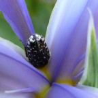 Attenzione! Piscina senz'acqua