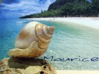 In assenza del mare...Conchiglia con cartolina In assenza del mare...Conchiglia con cartolina
