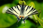farfalla farfalla