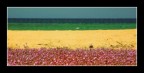 5ive colors 5ive colors