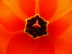 rosso rosso.... rosso rosso....