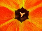 tulipano 2* tulipano 2*