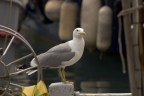 porto di Camogli uno stupendo gabbiano si lascia ..... fotografare
canon eos 20d zomm  ef 75/300 mm. f7/1 1/320.
