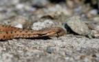 Vipera Vipera
