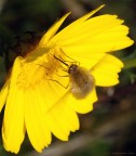 Bombylius minor Bombylius minor