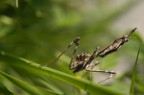 Empusa pennata (Mantide)