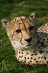 Cheeta Cheeta