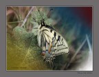 Madama Butterfly Madama Butterfly