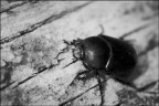 blackmonday blackmonday