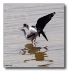 Violazione della PRIVACE....Cavaliere d'Italia alle saline d