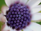 flower flower