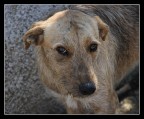 Un amico Un amico