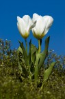 tulipani