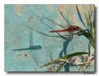 red dragonfly 3
