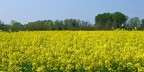 semplicemente giallo... semplicemente giallo...