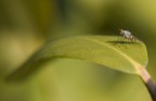 Mosca Mosca