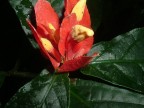 fiori....... fiori.......