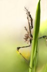 Empusa pennata (Mantide) Empusa pennata (Mantide)