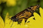 Danaus plexippus