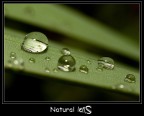 Natural Lens Natural Lens