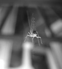 walking on the glass