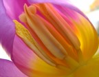 Tulipano Tulipano