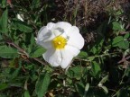 tenero fiore di campo tenero fiore di campo