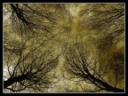 The Blair Witch Project 2 The Blair Witch Project 2
